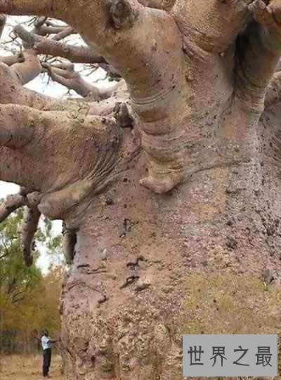 吉尼斯世界纪录中美丽的地球，最神奇的湖中湖