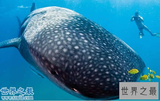 吉尼斯世界纪录中美丽的地球，最神奇的湖中湖