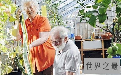 世界上最长的黄瓜,英国老太种出长1.19米黄瓜(图)