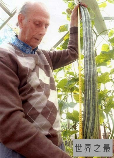 世界上最长的黄瓜,英国老太种出长1.19米黄瓜(图)