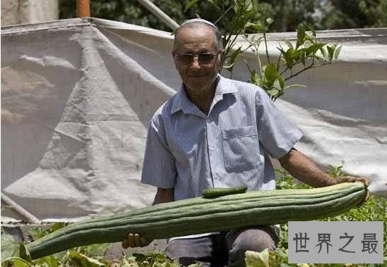 世界上最长的黄瓜,英国老太种出长1.19米黄瓜(图)