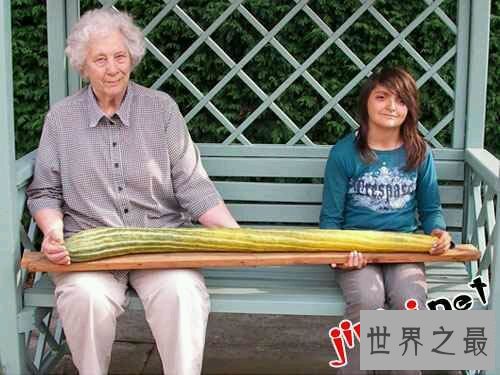 世界上最长的黄瓜,英国老太种出长1.19米黄瓜(图)