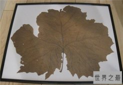 和树有关的吉尼斯世界纪录，最大的树叶长0.5米