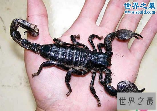 世界上最大的蝎子，真帝王蝎(长0.4米)