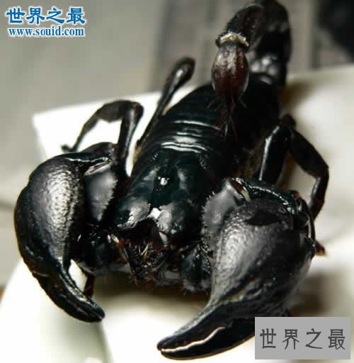 世界上最大的蝎子，真帝王蝎(长0.4米)