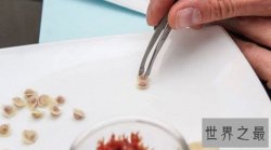 世界上最小的饺子，吃1000都吃不饱(0.0016克)