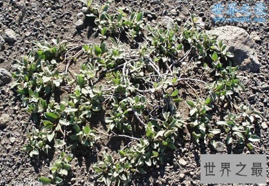 世界上最矮的树,矮柳(只有3-5厘米高)