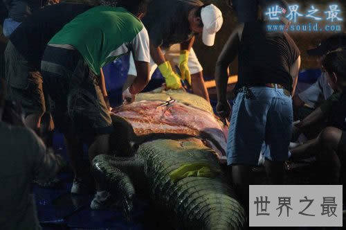 世界上最大的鳄鱼，洛龙(长6.4米/重1075公斤)