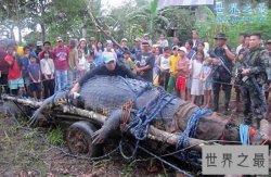 世界上最大的鳄鱼，洛龙(长6.4米/重1075公斤)