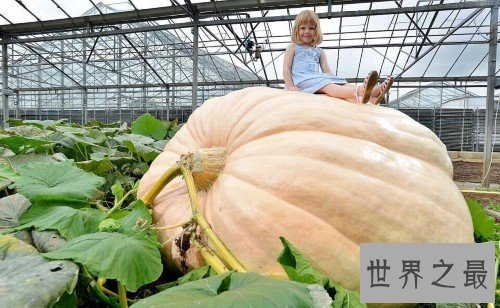 世界上最大最重的南瓜，重1900斤(如汽车一般大)