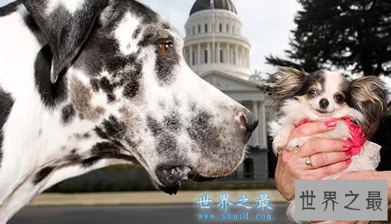 世界上最大的狗和最小的狗相遇