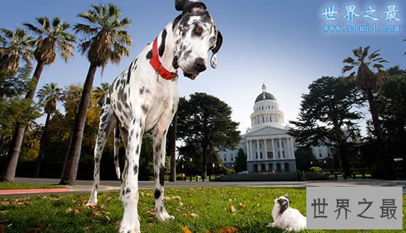世界上最大的狗和最小的狗相遇