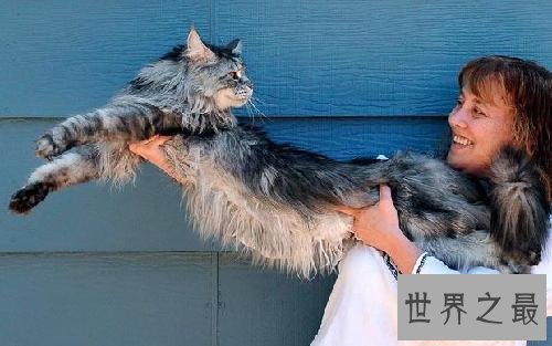 世界上最长的猫,长达1.23米(图)