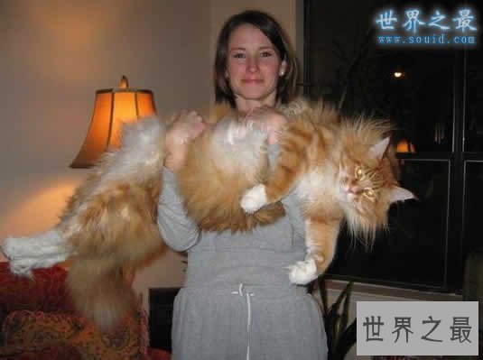 世界上最长的猫,长达1.23米(图)