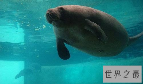 世界上寿命最长的海牛,目前寿命达67岁