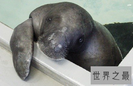 世界上寿命最长的海牛,目前寿命达67岁