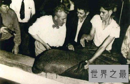 世界上寿命最长的海牛,目前寿命达67岁