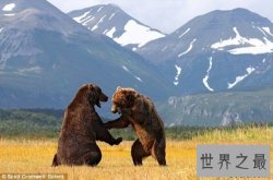 世界上最大的食肉类动物