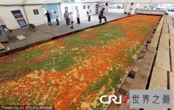 世界上最大的一碗意大利面条