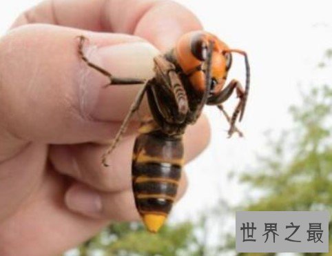 世界上最可怕的毒蜂,10亿只非洲杀人蜂