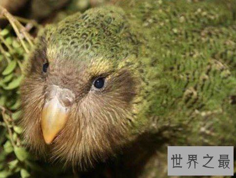 世界上唯一一种不会飞的鹦鹉,鸮鹦鹉仅剩126只