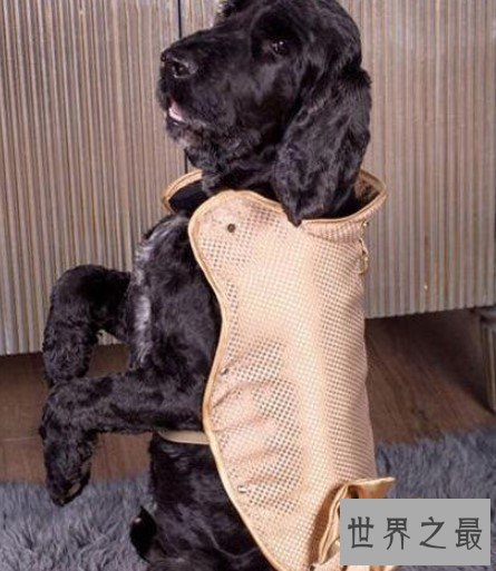世界上最贵的狗夹克,用24K黄金制造而成