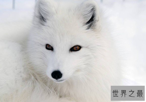 世界上最漂亮的狐狸,有着一身雪白的绒毛