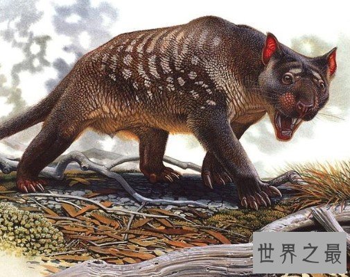 袋狮为什么灭绝,它是史上咬力最强的哺乳动物