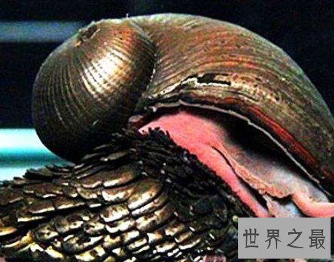 世界上最坚硬的蜗牛,用子弹射击都无法穿透