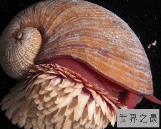 世界上最坚硬的蜗牛,用子弹射击都无法穿透