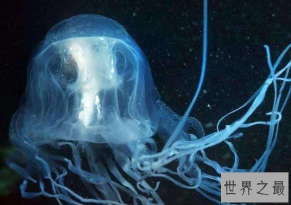 世界上最毒的生物箱水母,25年内毒死了大约60人