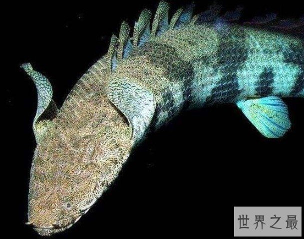 世界上最漂亮的恐龙鱼,虎纹恐龙王鱼