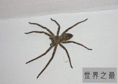 室内最大的蜘蛛,13cm长的白额高脚蛛是蟑螂的天敌