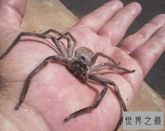 室内最大的蜘蛛,13cm长的白额高脚蛛是蟑螂的天敌