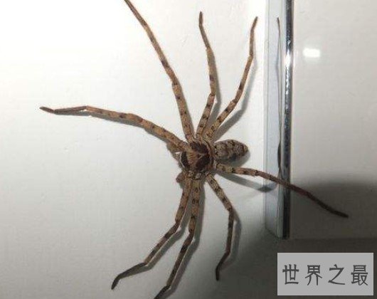 室内最大的蜘蛛,13cm长的白额高脚蛛是蟑螂的天敌