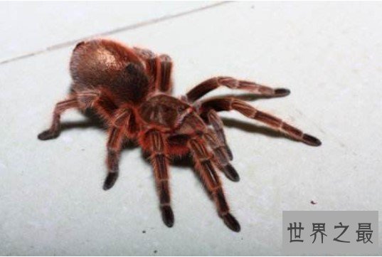 最受欢迎的宠物蜘蛛,叫做智利火玫瑰蜘蛛