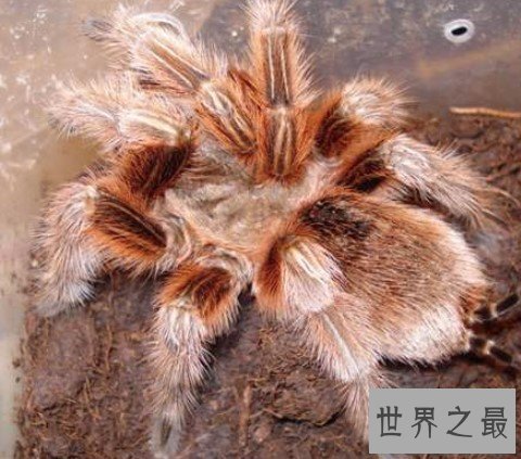 最受欢迎的宠物蜘蛛,叫做智利火玫瑰蜘蛛