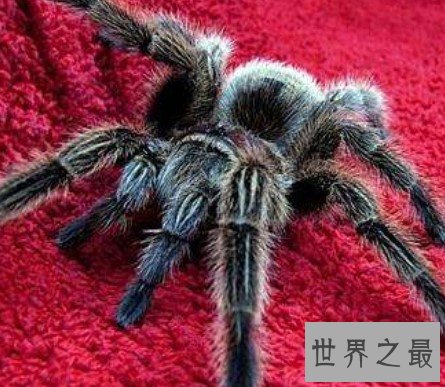最受欢迎的宠物蜘蛛,叫做智利火玫瑰蜘蛛