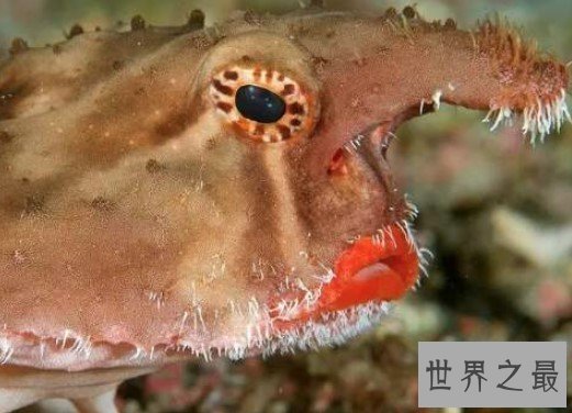 世界上最妖娆的鱼,求红唇蝙蝠鱼同款口红色号