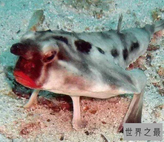 世界上最妖娆的鱼,求红唇蝙蝠鱼同款口红色号