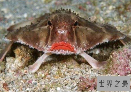 世界上最妖娆的鱼,求红唇蝙蝠鱼同款口红色号