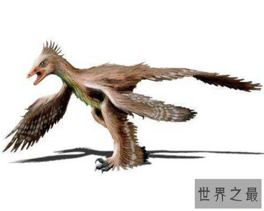 世界上最罕见的鸟,四翼鸟多出的一对翅膀用来求偶