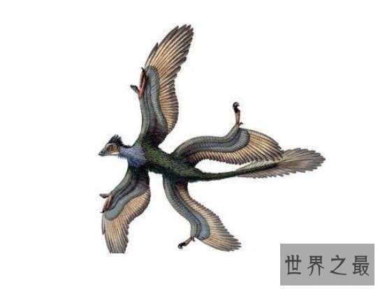 世界上最罕见的鸟,四翼鸟多出的一对翅膀用来求偶