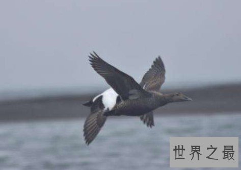 世界上最罕见的鸟,四翼鸟多出的一对翅膀用来求偶