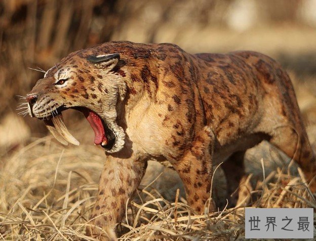 史前美洲霸主异剑齿虎,身处食物链顶端却以腐肉为主