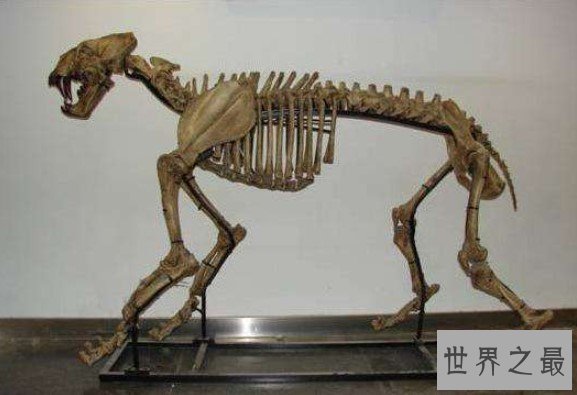 史前美洲霸主异剑齿虎,身处食物链顶端却以腐肉为主