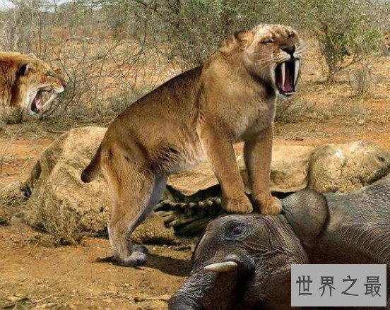 史前美洲霸主异剑齿虎,身处食物链顶端却以腐肉为主