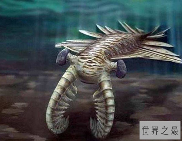 已知最庞大的寒武纪动物,5.3亿年前海洋中最凶猛的捕食者