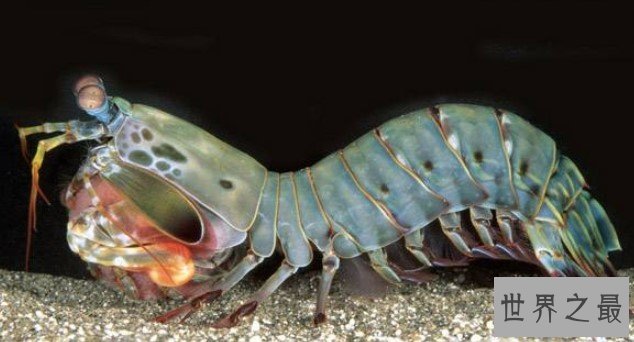 世界上最凶残的虾,比子弹威力还强