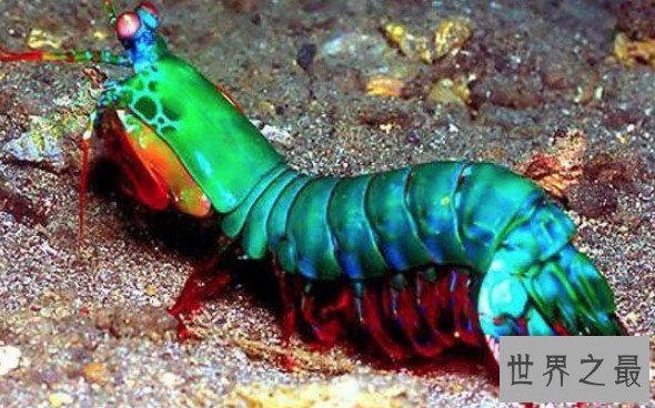 世界上最凶残的虾,比子弹威力还强